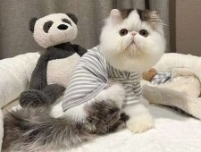 エキゾチックロングヘア【・男の子・2022年8月26日・ブラウンタビー&ホワイト】