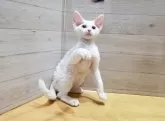 デボンレックス【岐阜県・女の子・2024年3月25日・ホワイト】の写真2