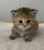 ミヌエット(短足)【岐阜県・女の子・2023年1月28日・ブラウンタビー】の写真2