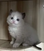 ラグドール【岐阜県・男の子・2023年2月19日・ブルーポイントバイカラー】の写真2