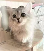 ミヌエット(短足)【岐阜県・女の子・2023年1月28日・シルバー】の写真3