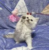 ペルシャ(チンチラ)【岐阜県・男の子・2022年12月14日・シルバー(長毛)】の写真4