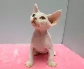 デボンレックス【岐阜県・男の子・2024年9月9日・ホワイト】の写真4