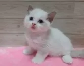 ラグドール【岐阜県・男の子・2024年9月2日・ブルーポイントバイカラー】の写真4