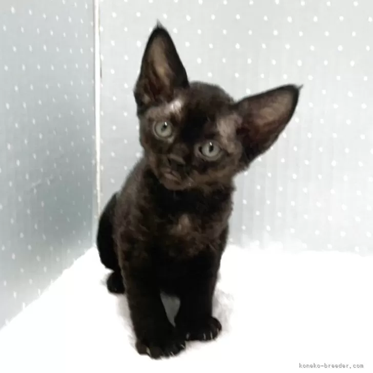 ID：2504-02816の子猫