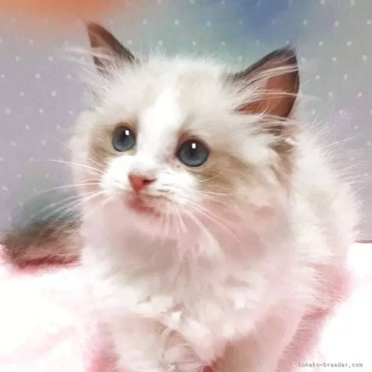 Y.T 様のお迎えした子猫