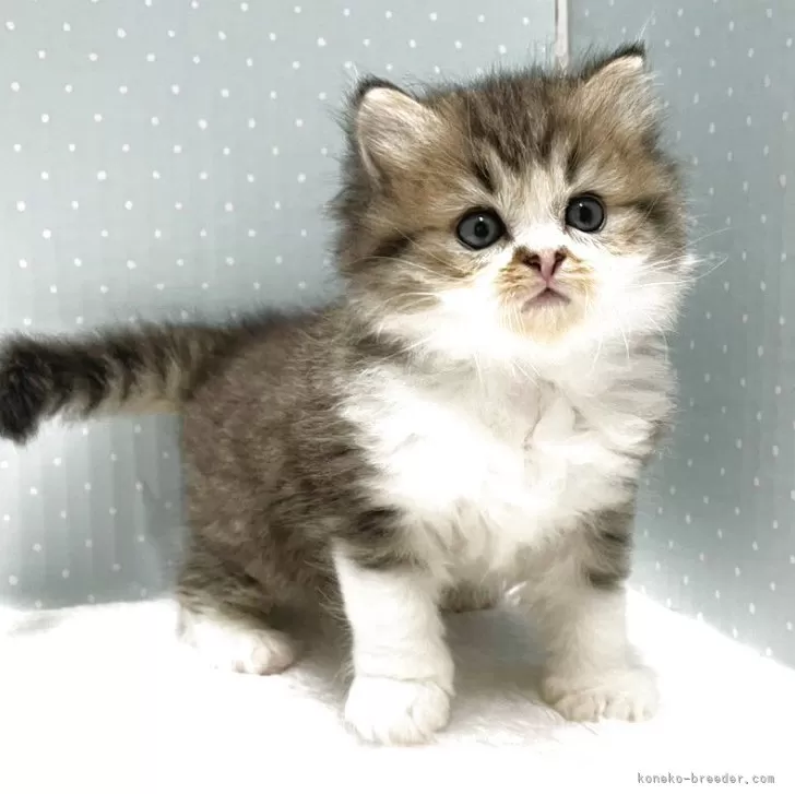 ID：2504-02931の子猫