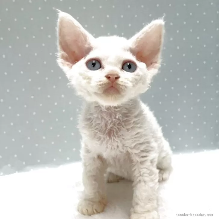 ID：2504-02815の子猫