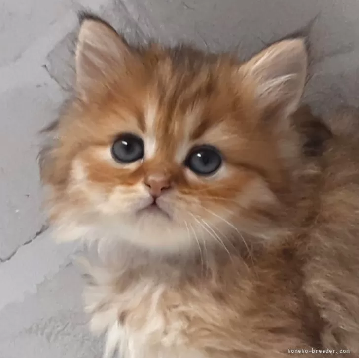 ID：2503-02345の子猫