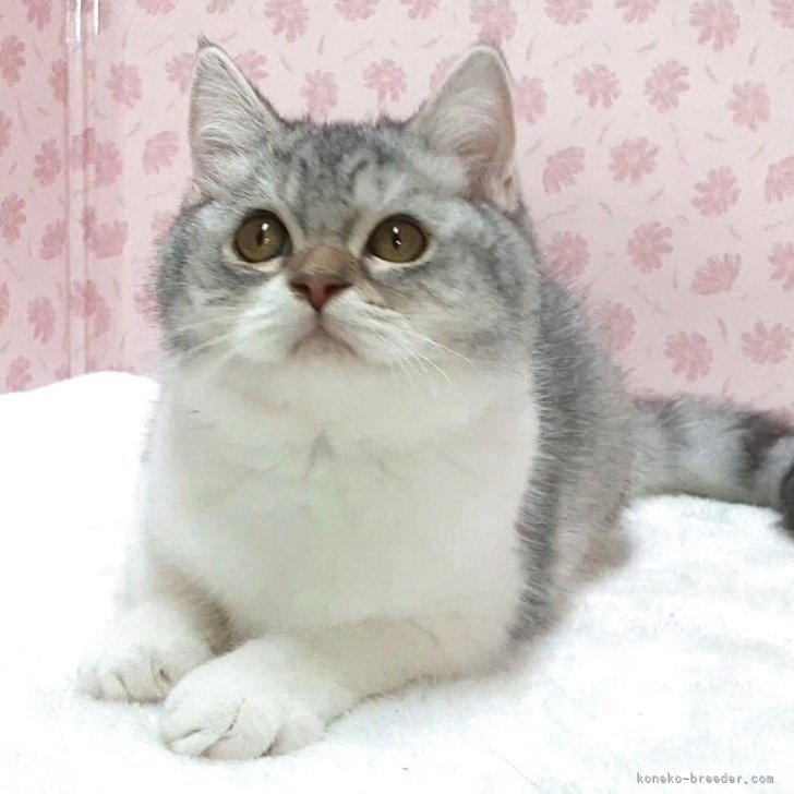ブリーダー画像