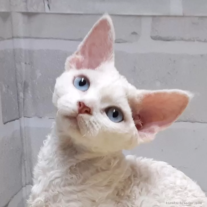 媛華 様のお迎えした子猫