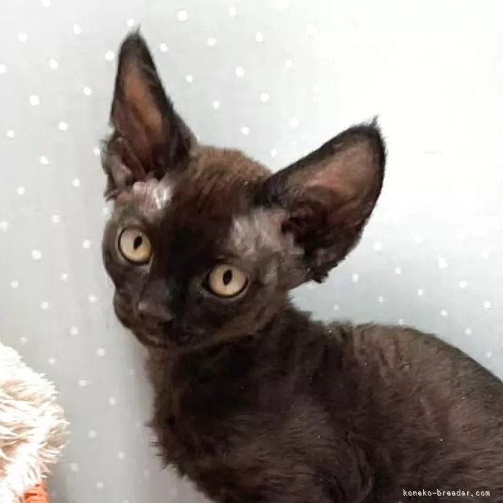 ID:2503-01922の子猫