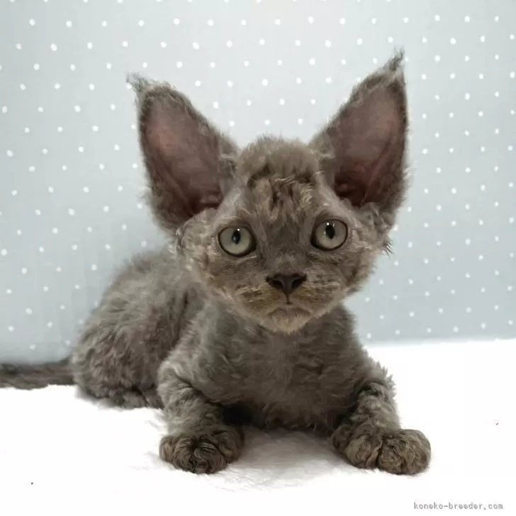 きこ 様のお迎えした子猫