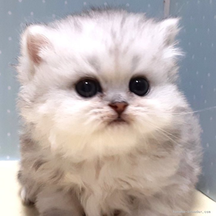 生後２週間♡お世話セット♡チンチラ子猫ちゃん♡アートドール♡ぬいぐるみ♡ 生後2週間♡お世話セット♡チンチラ子猫ちゃん♡アートドール