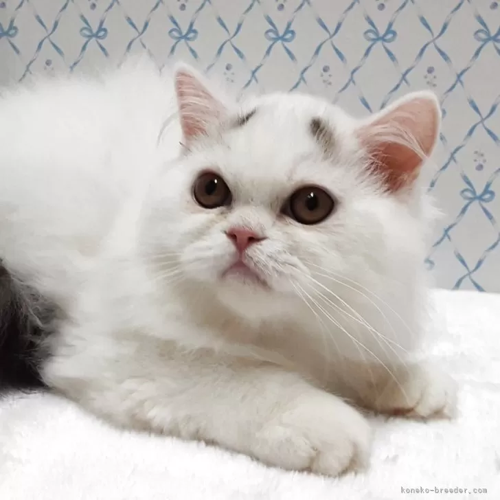 ミヌエット(長足)【岐阜県・男の子・2025年7月22日・ブルー&amp;ホワイト】の写真1