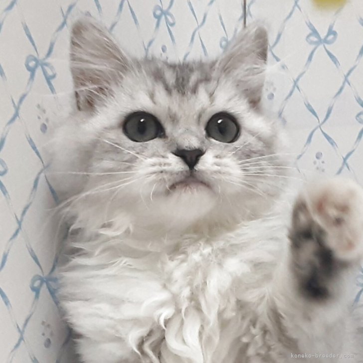 ブリーダー画像