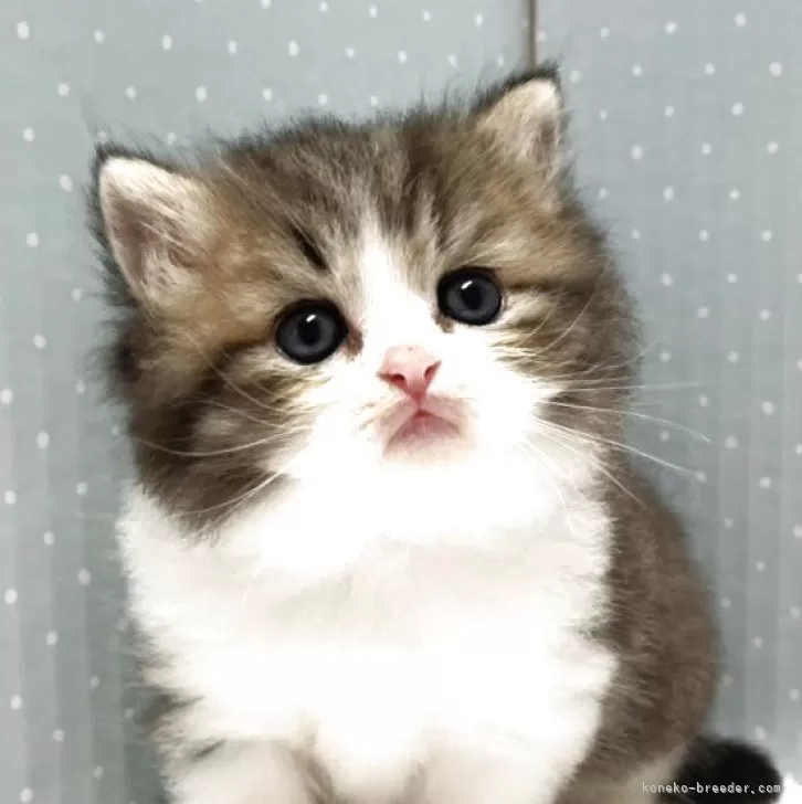 ID：2504-02930の子猫