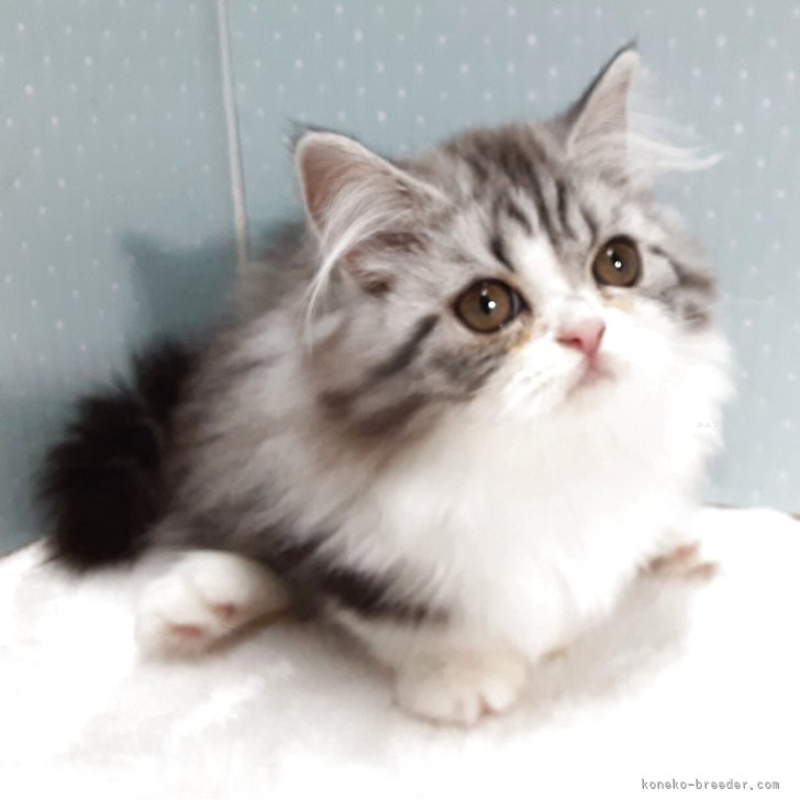 ブリーダー画像