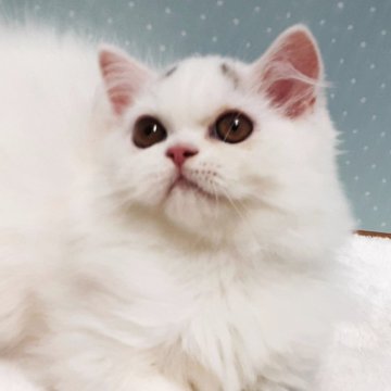 ミヌエット(長足)【岐阜県・男の子・2025年7月22日・ブルー&ホワイト】の写真「八の字眉毛です。」