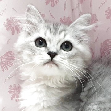 ラグドール×チンチラペルシャ【岐阜県・女の子・2025年8月11日・シルバータビー&ホワイト】の写真「ちょっと控え目」