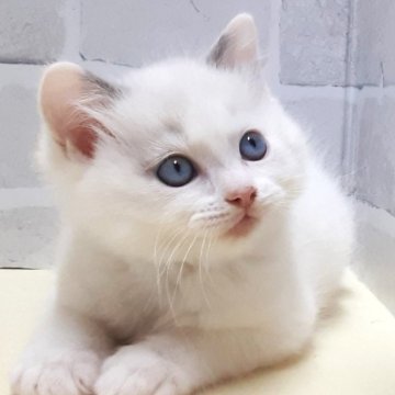 ラグドール【岐阜県・男の子・2025年1月17日・ブルーポイントバイカラー】の写真「丸顔のわんぱく君」