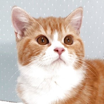 ミヌエット【岐阜県・男の子・2025年7月22日・レッドタビー&ホワイト】の写真「丸顔の福猫」