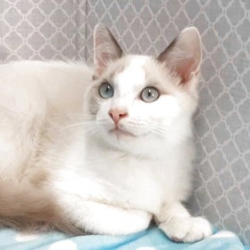 ラグドール【岐阜県・男の子・2025年7月31日・ブルーポイントバイカラー】の写真「愛嬌物です。」