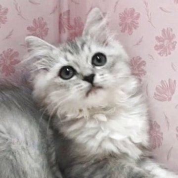 ラグドール×チンチラペルシャ【岐阜県・女の子・2025年8月11日・シルバータビー&ホワイト】の写真「ちょっと控え目」