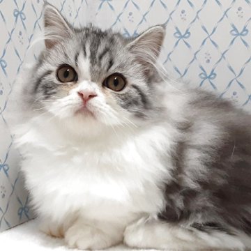 ミヌエット(短足)【岐阜県・女の子・2025年7月22日・ブルータビー&ホワイト】の写真「お茶目のふんわりさん」