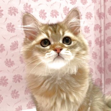ペルシャ(チンチラ)【岐阜県・男の子・2025年2月7日・ゴールデン】の写真「ちょっと控え目で可愛いいです。」