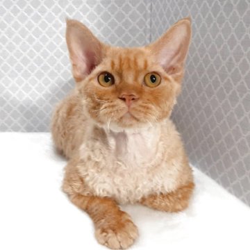 デボンレックス【岐阜県・男の子・2025年3月3日・レッドタビー】の写真「愛嬌たっぷり」