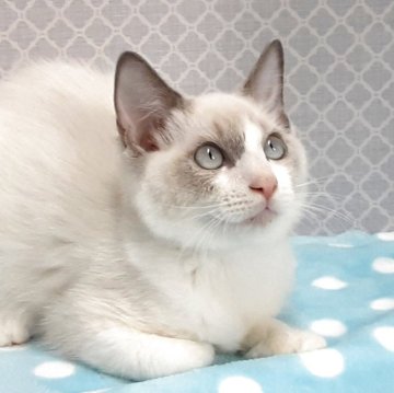 ラグドール【岐阜県・男の子・2025年7月31日・ブルーポイントバイカラー】の写真「元気一番」