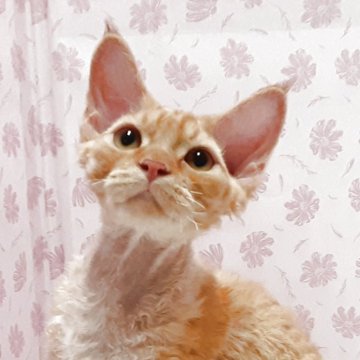 デボンレックス【岐阜県・男の子・2025年3月3日・レッドタビー】の写真「愛嬌たっぷり」