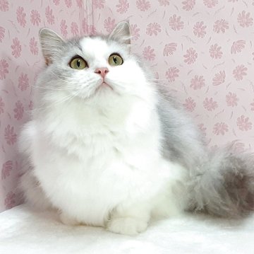 ラグドール×チンチラペルシャ【岐阜県・女の子・2025年3月15日・シルバータビー&ホワイト】の写真「もふもふ、ぽっちゃり」