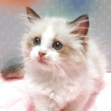 ラグドール【岐阜県・女の子・2025年5月6日・シールポイントバイカラー】の写真「おてんば丸顔」