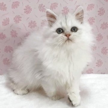 ペルシャ(チンチラ)【岐阜県・女の子・2025年9月5日・チンチラシルバー】の写真「甘えちゃん」