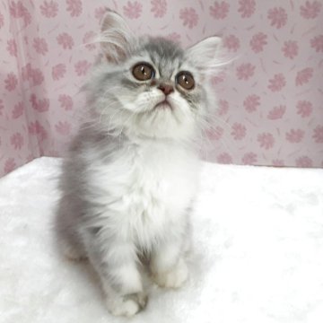 ミヌエット(長足)【岐阜県・男の子・2025年8月13日・シルバータビー&ホワイト】の写真「遊ぶの大好き」