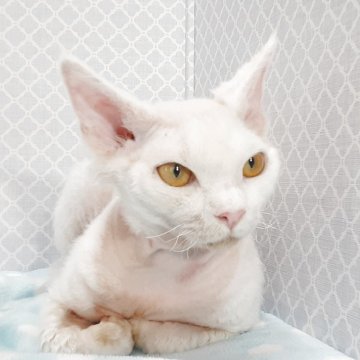デボンレックス