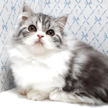 ミヌエット(短足)【岐阜県・女の子・2025年7月22日・ブルータビー&ホワイト】の写真「お茶目なふんわりさん」