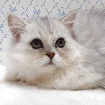 ラグドール×チンチラペルシャ【岐阜県・男の子・2025年8月11日・シルバー】の写真「ふっくら、ほんわかです。」