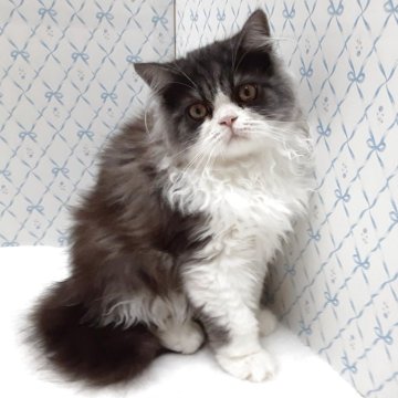 ミヌエット(長足)【岐阜県・男の子・2025年7月22日・ブルータビー&ホワイト】の写真「ふっくら,おっとり」