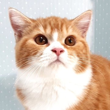 ミヌエット(長足)【岐阜県・男の子・2025年7月22日・レッドタビー&ホワイト】の写真「丸顔の福猫」