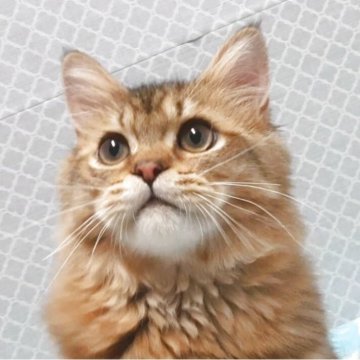 ペルシャ(チンチラ)【岐阜県・男の子・2025年2月7日・ゴールデン】の写真「パッチリお目目、元気一杯」