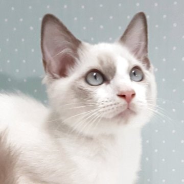 ラグドール【岐阜県・男の子・2025年7月31日・ブルーポイントバイカラー】の写真「元気一番」