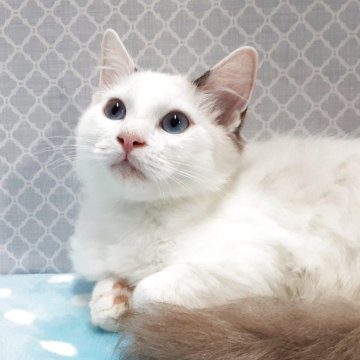 ラグドール【岐阜県・男の子・2025年7月31日・ブルーポイントバイカラー】の写真「マイペースです。」