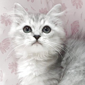 ラグドール×チンチラペルシャ【岐阜県・女の子・2025年8月11日・シルバータビー&ホワイト】の写真「ちょっと控え目」