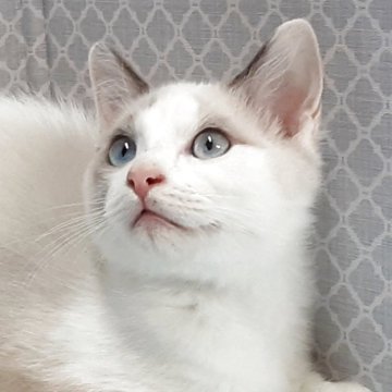 ラグドール【岐阜県・男の子・2025年7月31日・ブルーポイントバイカラー】の写真「愛嬌物です。」