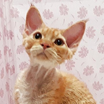 デボンレックス【岐阜県・男の子・2025年3月3日・レッドタビー】の写真「愛嬌たっぷり」