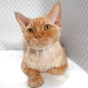 デボンレックス【岐阜県・男の子・2025年3月3日・レッドタビー】の写真「愛嬌たっぷり」