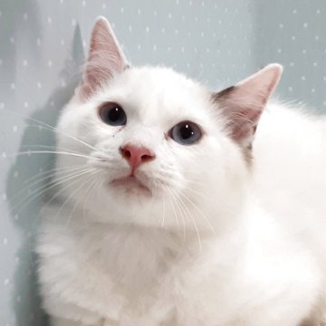 ラグドール【岐阜県・男の子・2025年7月31日・ブルーポイントバイカラー】の写真「マイペースです。」